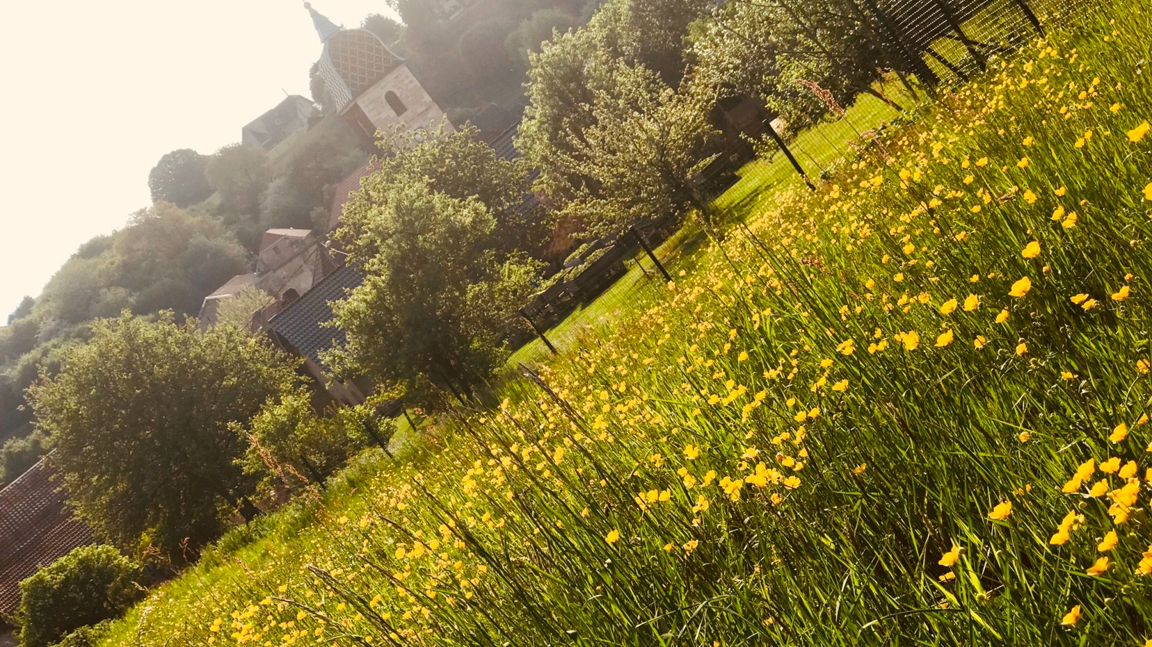 Boutons d'or au printemps