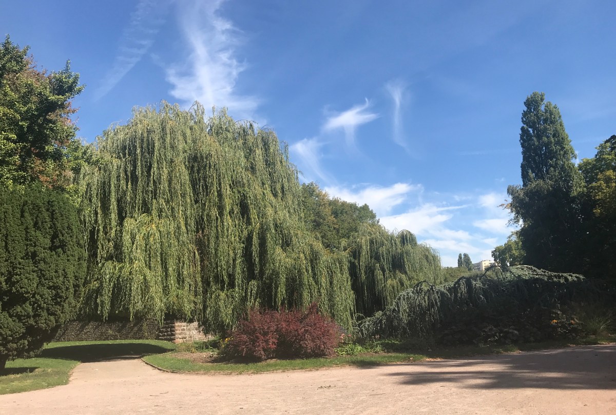 Mon Journal de Gratitude #13 : celle qui avait des bouffées de&nbsp;bonheur